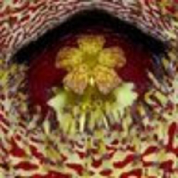 Meet your Posher, Dancing - Picture 1 of 1